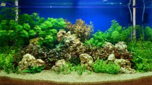 Aquascape cao cấp với cây thủy sinh, đá và đàn cá nhỏ