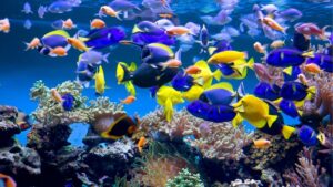 Bể cá cảnh khỏe mạnh với nước trong và hệ lọc hoàn chỉnh