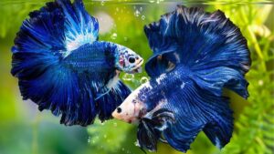 Cá Betta cảnh nổi bật trong bể thủy sinh xanh