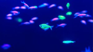 Cá Neon phát sáng trong bể thủy sinh