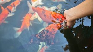 Người chăm sóc và cho cá cảnh ăn trong bể