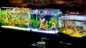 Bao lâu nên thay nước bể cá 1 lần