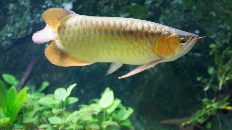 Cá ăn gì khi chủ đi vắng