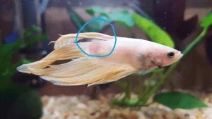 Cá bị thối vây đuôi