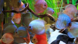 Cá cảnh nhịn ăn được bao lâu