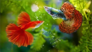 Cá cọ mình vào thành bể