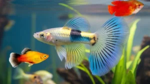 Cá nhảy ra khỏi bể