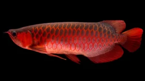 Cá Rồng