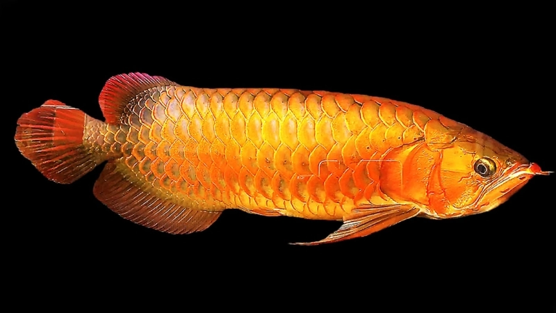 Cá Rồng là gì