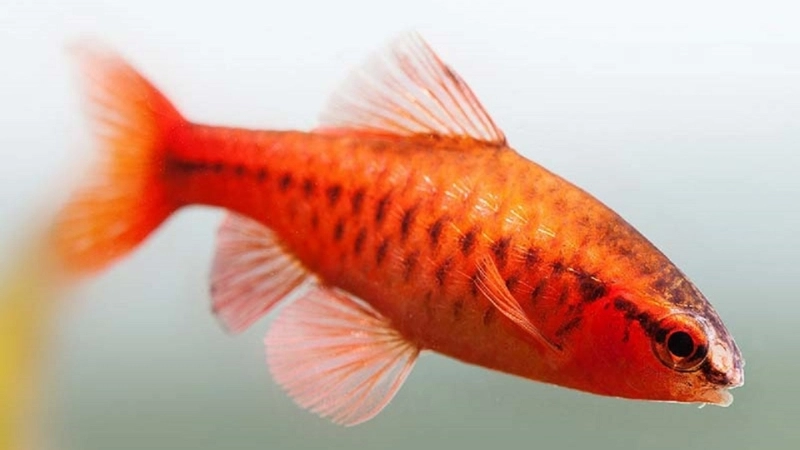 Các phương pháp điều trị bệnh ký sinh trùng cho cá