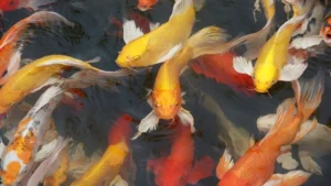 Cho cá ăn nhiều có sao không