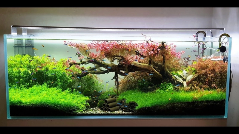 Chọn phân nền và trải nền phù hợp