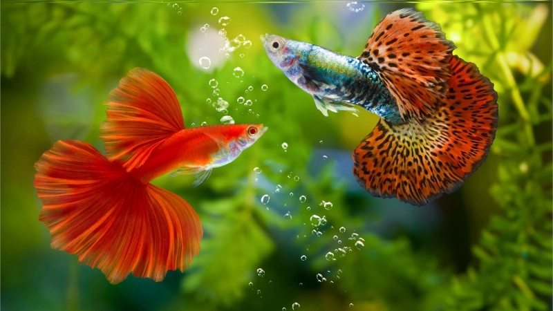 giai phap cham soc ca canh khi vang nha nhieu ngay