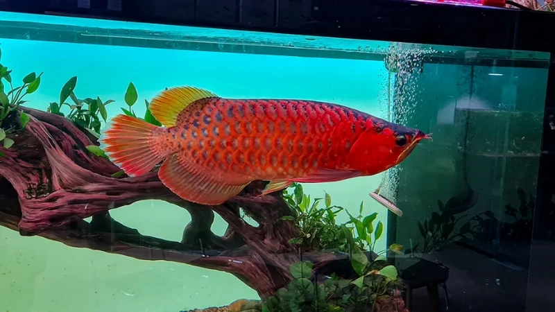 Kỹ thuật thiết kế bể nuôi cá rồng