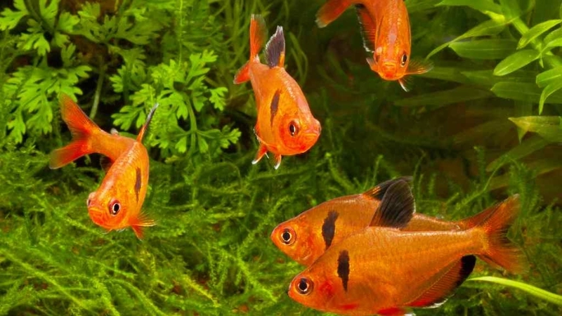 Cá Bị Thối Vây Đuôi: Nguyên Nhân, Dấu Hiệu Và Cách Điều Trị Dứt Điểm 3 Nguyên nhân khiến cá cảnh bị thối vây đuôi