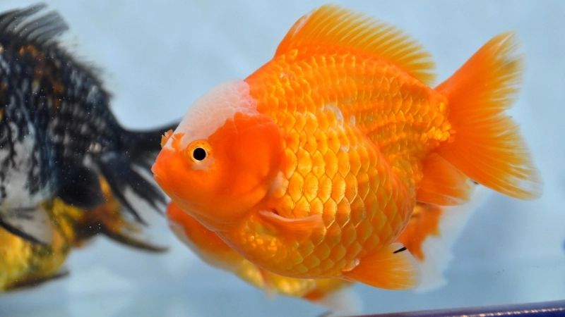 Quy trình xử lý nhanh