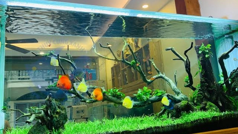 Nước Bể Cá Bị Đục Trắng: 5 Nguyên Nhân Và 4 Bước Xử Lý Nước Trong Lại 4 Quy trình xử lý nước bể cá bị đục trắng