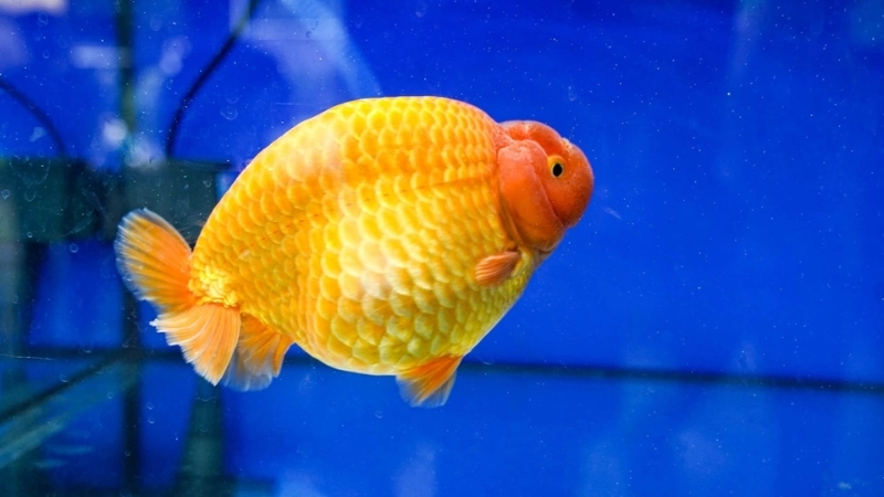 Tại sao cá mới mua về bỏ ăn