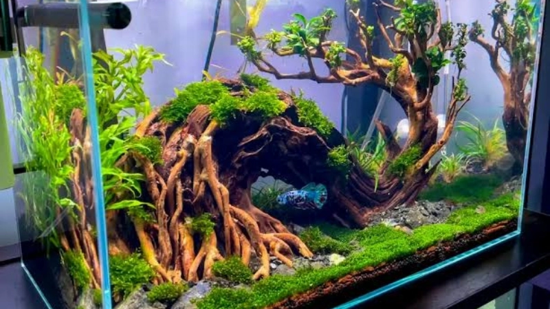 Tại sao nước bể cá có mùi tanh