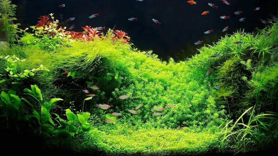 Tiêu chí chọn lớp nền thủy sinh