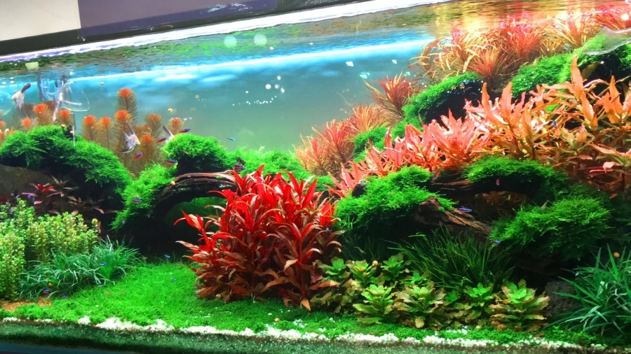 Phân nước thủy sinh